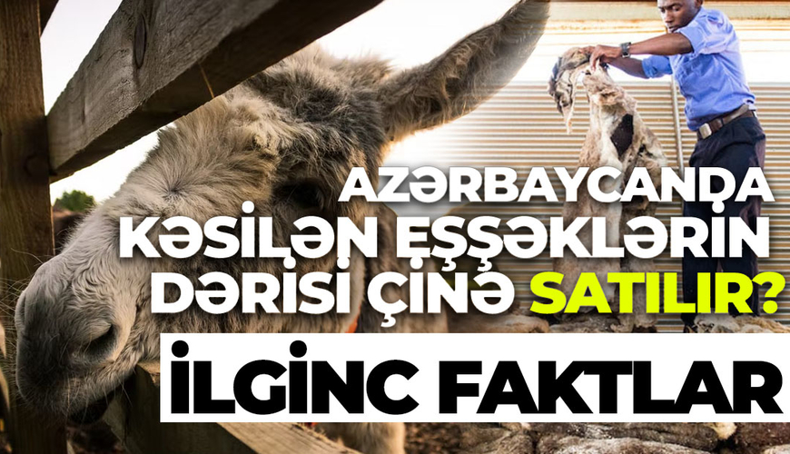 Azərbaycanda kəsilən eşşəklərin dərisi Çinə satılır?