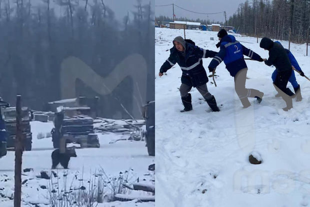 В России медведь чуть не загрыз до смерти двух рабочих - ВИДЕО