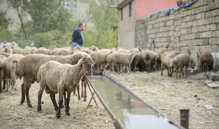 Qurban bayramı ilə əlaqədar vətəndaşlara MÜRACİƏT