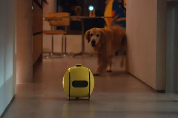 Sevimli görünüşlü yeni robot maraqla qarşılandı: Zəngə cavab verir, iti yedizdirir - VİDEO