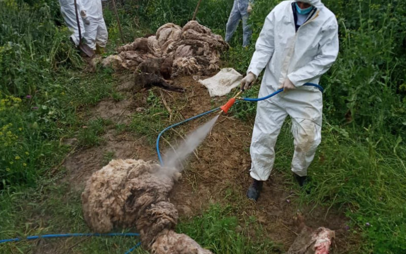 Rusiyada heyvanlar arasında vəba və quduzluq epidemiyası: Azərbaycana keçə bilərmi?
