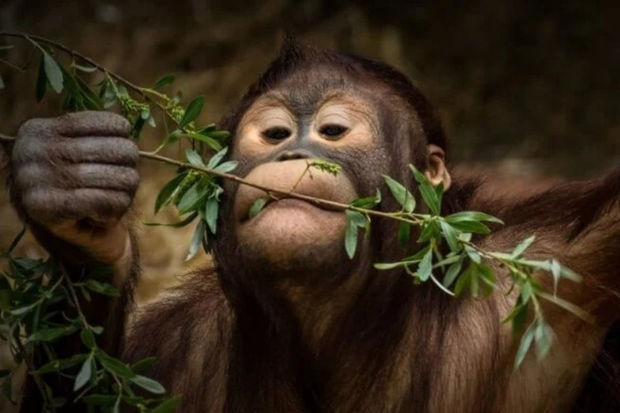 Ученые выяснили, что обезьяны могут лечить себя лекарственными растениями